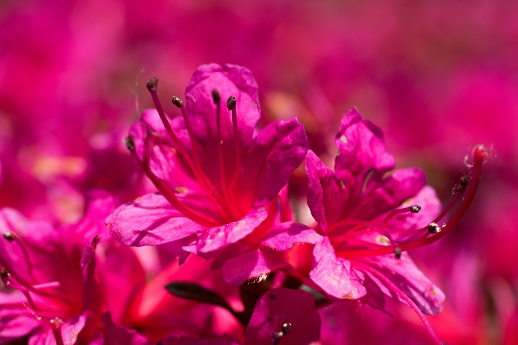 japanse tuin belgie hasselt koivissen gele Iris ensata koi Cyprinus carpio lente bloesem kersenbloesem voorjaar